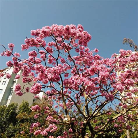 鐵樹開花好唔好|鐵樹開花有什麼寓意 開花的寓意和象徵意義